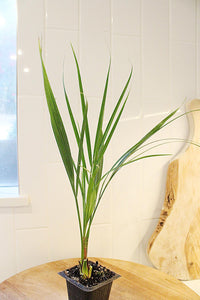 Pygmy Date Palm – Tropical Indoor Starter Plant