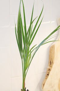 Pygmy Date Palm – Tropical Indoor Starter Plant