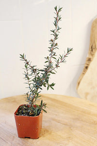 Ruby Glow Manuka Tea Tree – Red Flower Bonsai Starter