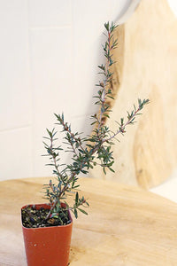 Ruby Glow Manuka Tea Tree – Red Flower Bonsai Starter