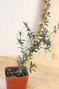 Ruby Glow Manuka Tea Tree – Red Flower Bonsai Starter