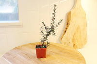 Ruby Glow Manuka Tea Tree – Red Flower Bonsai Starter