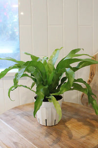Japanese Bird’s Nest Fern – Tropical Indoor Bathroom Plant