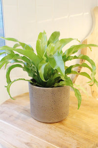 Japanese Bird’s Nest Fern – Tropical Indoor Bathroom Plant