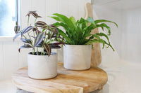 Japanese Bird’s Nest Fern – Tropical Indoor Bathroom Plant