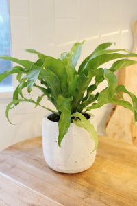 Japanese Bird’s Nest Fern – Tropical Indoor Bathroom Plant