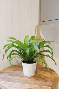 Japanese Bird’s Nest Fern – Tropical Indoor Bathroom Plant