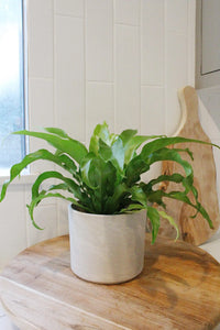 Japanese Bird’s Nest Fern – Tropical Indoor Bathroom Plant