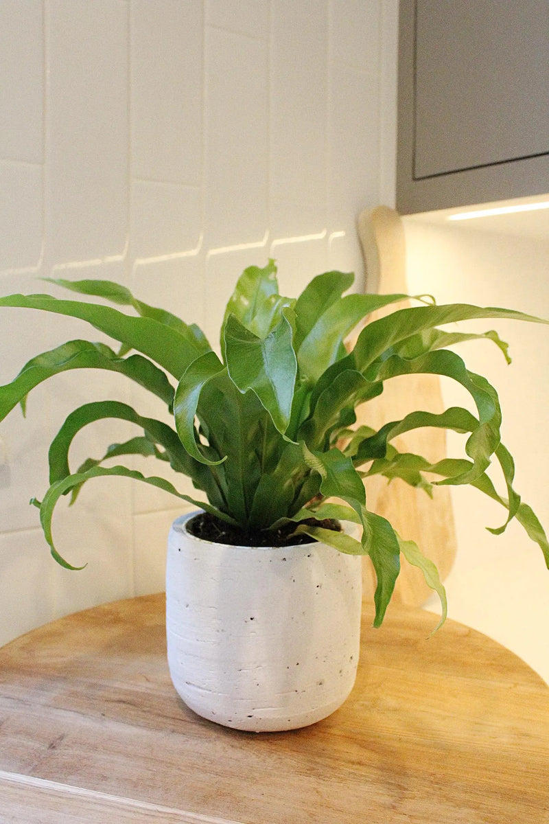 Japanese Bird’s Nest Fern – Tropical Indoor Bathroom Plant