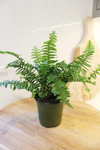 Jester Crown Fern – Tropical Indoor Houseplant