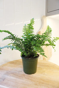 Jester Crown Fern – Tropical Indoor Houseplant
