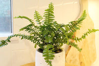 Jester Crown Fern – Tropical Indoor Houseplant
