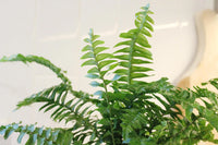 Jester Crown Fern – Tropical Indoor Houseplant