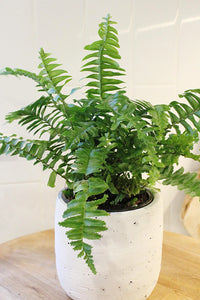Jester Crown Fern – Tropical Indoor Houseplant