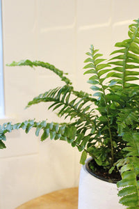 Jester Crown Fern – Tropical Indoor Houseplant