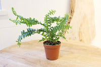 Mini Boston Fern – Beginner Friendly Indoor Houseplant