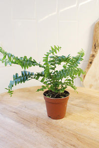 Mini Boston Fern – Beginner Friendly Indoor Houseplant