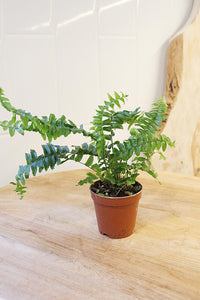 Mini Boston Fern – Beginner Friendly Indoor Houseplant