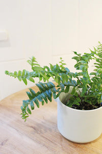 Mini Boston Fern – Beginner Friendly Indoor Houseplant
