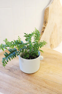 Mini Boston Fern – Beginner Friendly Indoor Houseplant