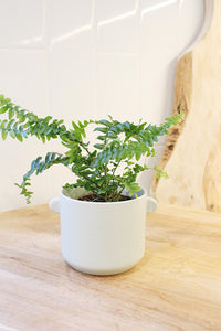 Mini Boston Fern – Beginner Friendly Indoor Houseplant