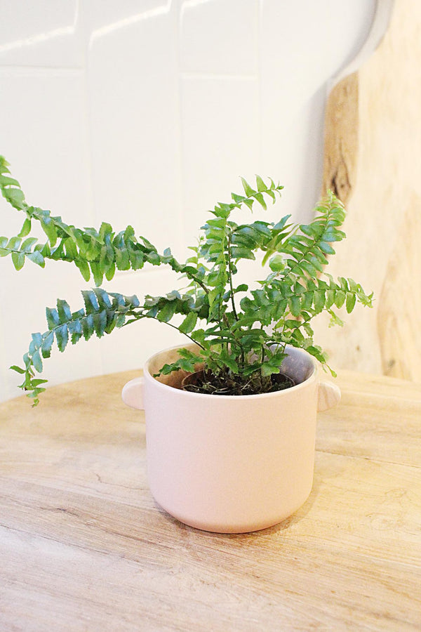 Mini Boston Fern – Beginner Friendly Indoor Houseplant