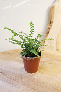 Mini Lemon Button Fern – Beginner Friendly Indoor Houseplant