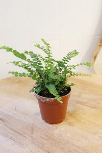 Mini Lemon Button Fern – Beginner Friendly Indoor Houseplant