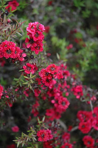 Ruby Glow Manuka Tea Tree – Red Flower Bonsai Starter