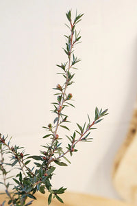 Ruby Glow Manuka Tea Tree – Red Flower Bonsai Starter