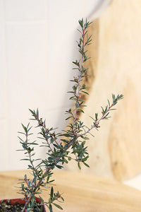 Ruby Glow Manuka Tea Tree – Red Flower Bonsai Starter