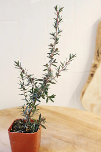 Ruby Glow Manuka Tea Tree – Red Flower Bonsai Starter