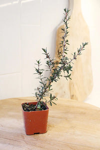 Ruby Glow Manuka Tea Tree – Red Flower Bonsai Starter