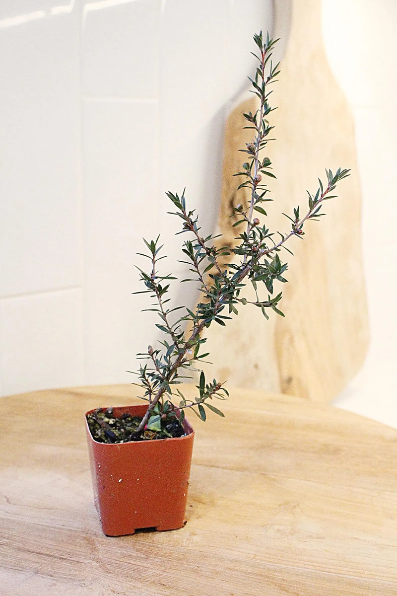 Ruby Glow Manuka Tea Tree – Red Flower Bonsai Starter