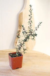 Ruby Glow Manuka Tea Tree – Red Flower Bonsai Starter