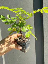 Red Cape Honeysuckle – Hardy Flowering Garden Shrub
