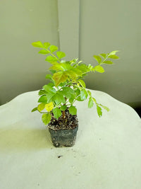 Red Cape Honeysuckle – Hardy Flowering Garden Shrub