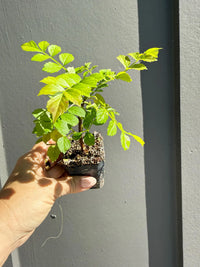 Red Cape Honeysuckle – Hardy Flowering Garden Shrub