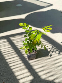 Red Cape Honeysuckle – Hardy Flowering Garden Shrub