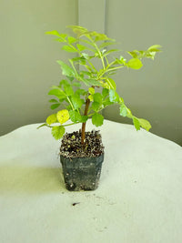 Red Cape Honeysuckle – Hardy Flowering Garden Shrub