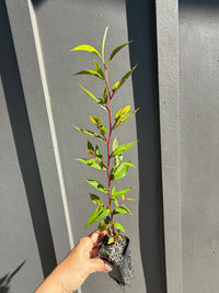 Peppermint Willow – Aromatic Bonsai Starter Tree