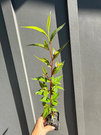 Peppermint Willow – Aromatic Bonsai Starter Tree