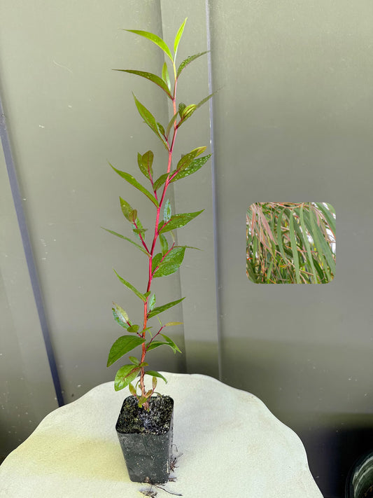 Peppermint Willow – Aromatic Bonsai Starter Tree