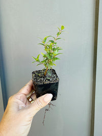 Dwarf Myrtle – Evergreen Bonsai Starter Tree (2 Inch)