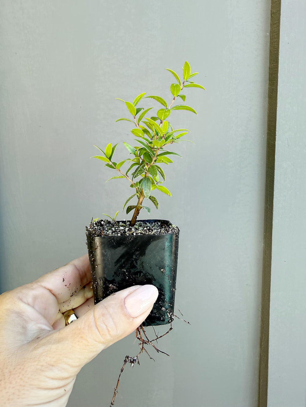 Dwarf Myrtle – Evergreen Bonsai Starter Tree (2 Inch)
