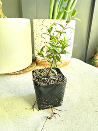 Dwarf Myrtle – Evergreen Bonsai Starter Tree (2 Inch)