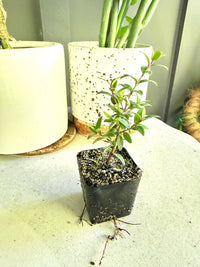Dwarf Myrtle – Evergreen Bonsai Starter Tree (2 Inch)