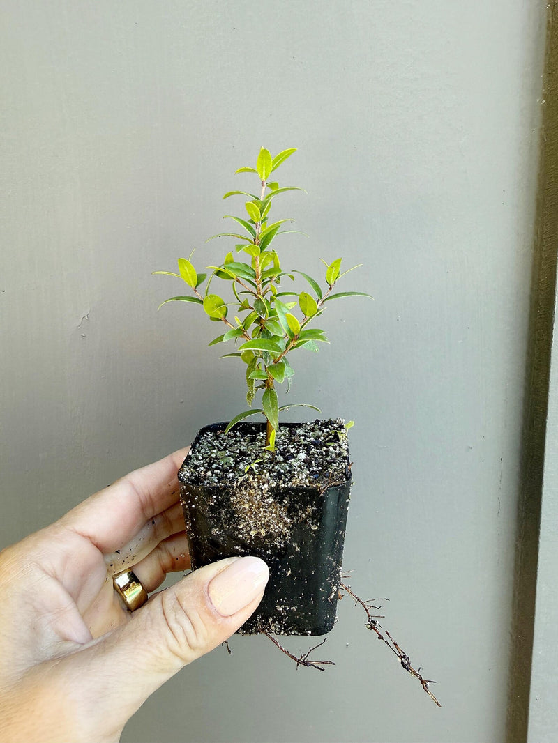 Dwarf Myrtle – Evergreen Bonsai Starter Tree (2 Inch)