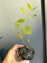Silver Dollar Eucalyptus – Fragrant Bonsai Starter Tree