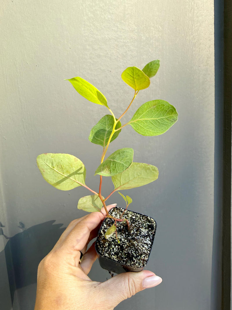 Silver Dollar Eucalyptus – Fragrant Bonsai Starter Tree